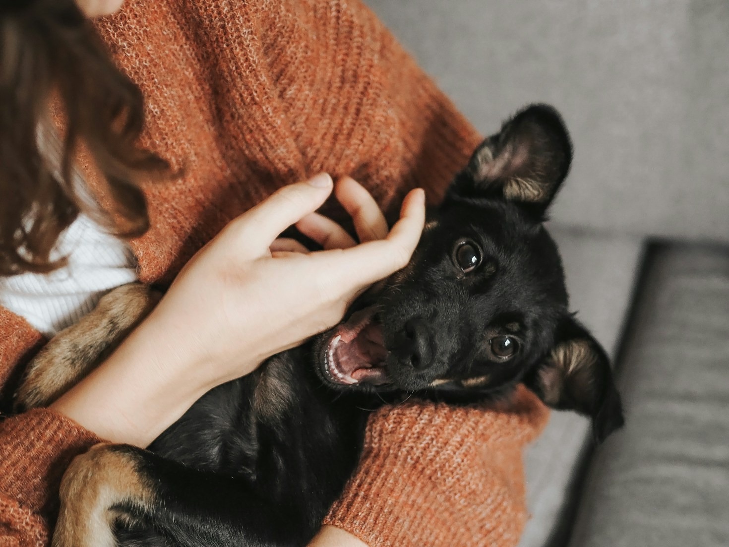 hund